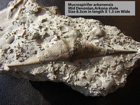 Bob O'Donnell: Fossils at Hungry Hollow - GeoscienceINFO