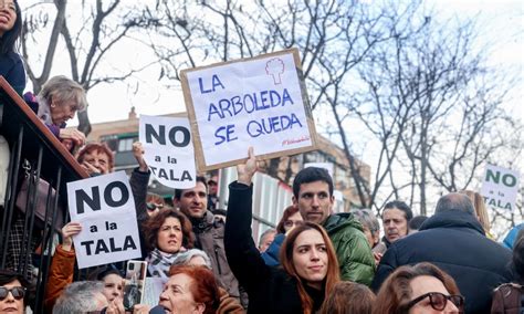 Madrid Se Levanta Contra La Tala Indiscriminada De Almeida Que Ya Ha