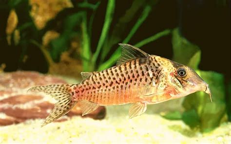 How Often Do Cory Catfish Breed Beginners Kickstart Guide