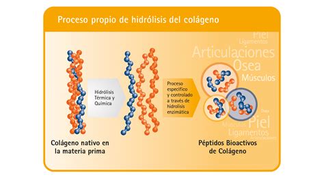 P Ptidos Bioactivos De Col Geno Gelita