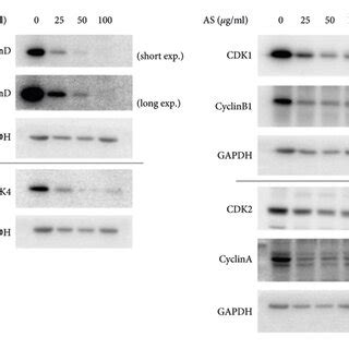 As Reduces The Protein Levels Of Cdk Cdk And Cdk And Cyclin B