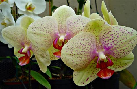 Buy Phalaenopsis Yellow Umbrella Orchids Online