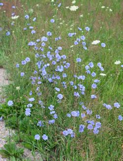 Chicory, Cichorium intybus – Wisconsin Horticulture