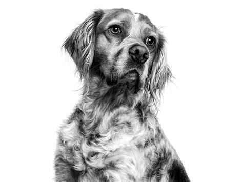 Brittany Spaniel: traits, health, nutrition | Royal Canin US