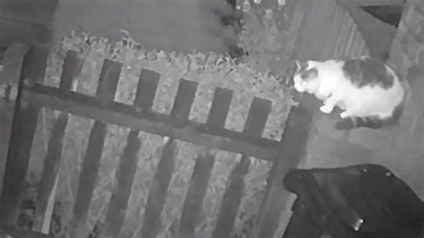 Man Charged After Cat Mauled To Death By Dog In Walsall Bbc News