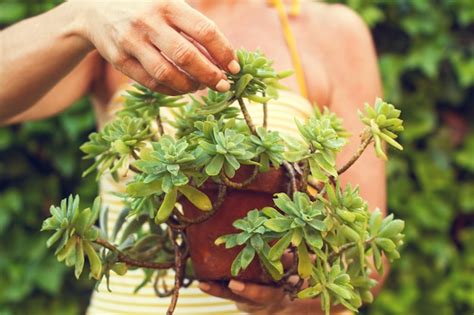 Una Persona Sostiene Una Maceta Con Una Planta Dentro Foto Premium