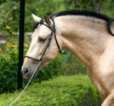 1000+ images about buckskin horses on Pinterest | Spanish, Beauty and ...