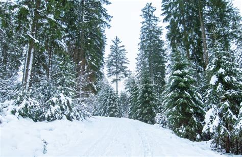 188 Ardennes Snowy Forest Stock Photos - Free & Royalty-Free Stock ...