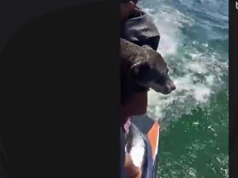 Emocionante Cachorra Vista Se Afogando Em Rio E Salva Por Pai E