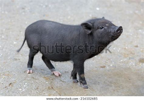 1,642 Black Pot Belly Pig Images, Stock Photos & Vectors | Shutterstock