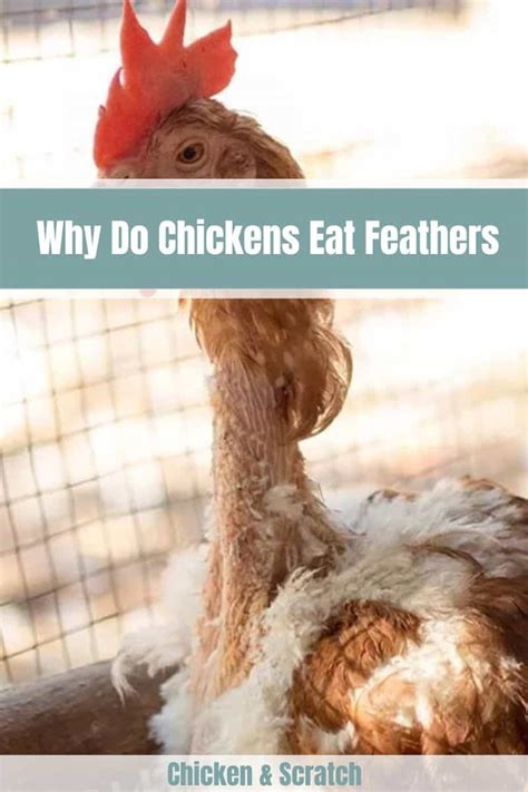 Why Do Chickens Eat Feathers 7 Causes And 7 Cures