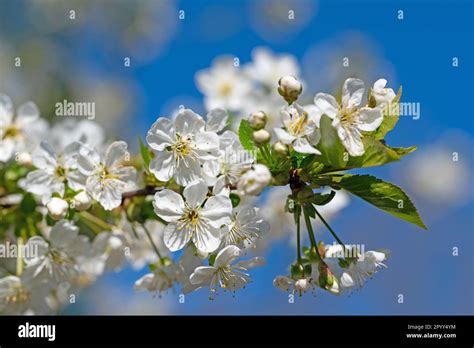 Flowering Sour Cherry Prunus Cerasus In Spring Stock Photo Alamy