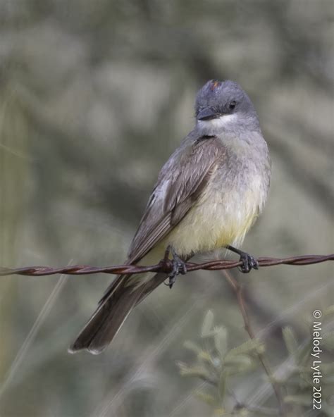 Cassin S Kingbird Tyrannus Vociferans SE Arizona August 2 Melody