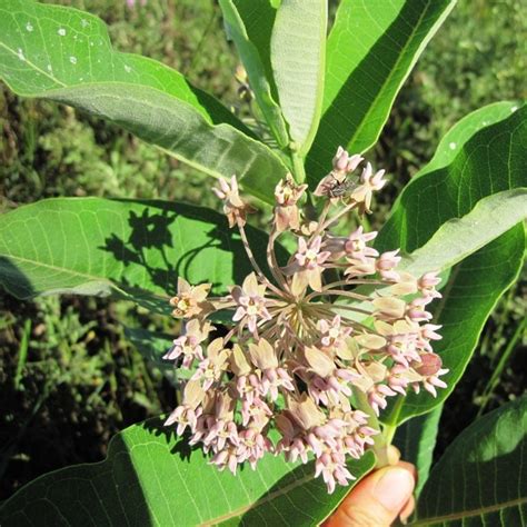 Common Milkweed - Weekly Weeder #10