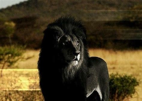 Is this a Photograph of a Black Lion? | Snopes.com