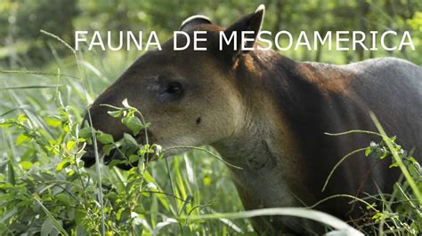 Fauna De Mesoamerica Youtube