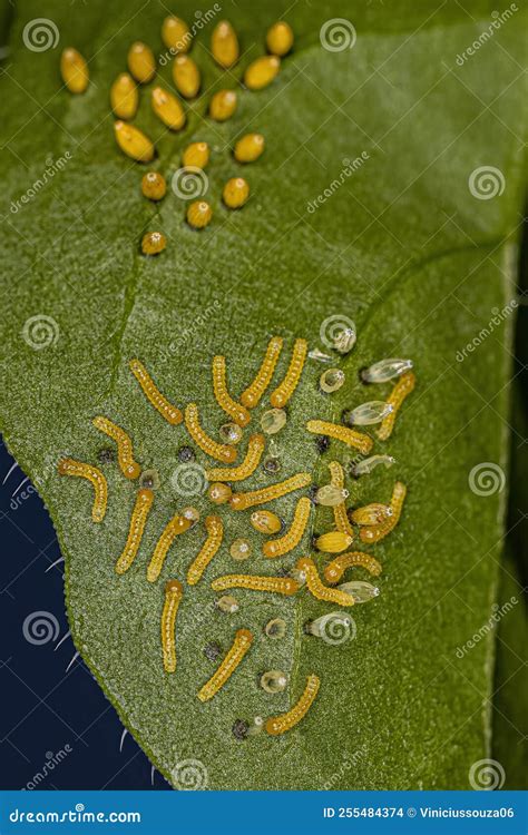 Oruga Y Huevos De Mariposas Blancas Del Sur Foto De Archivo Imagen De