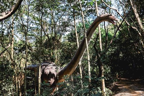 Parque Dos Dinossauros De Miguel Pereira Abrir As Portas Em Outubro