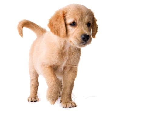 Png Puppy Dog Transparent Puppy Dogpng Images Pluspng