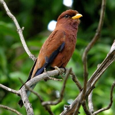 Broad Billed Roller Eurystomus Glaucurus BirdWeather