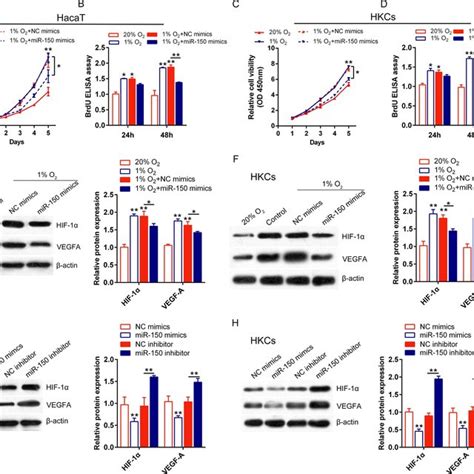 Effects of miR 150 on human keratinocytes and expression of HIF 1α and