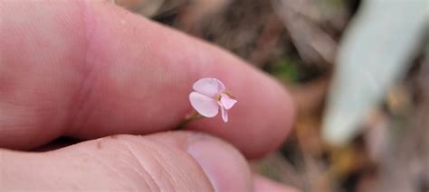 Slender Tick Trefoil From Beecroft Rd At Welham St Beecroft Nsw