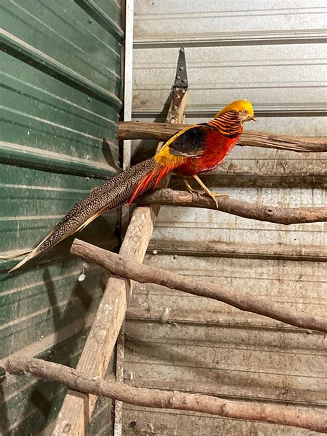 Ornamental Pheasants Rare Pheasant Chicks Cackle Hatchery®