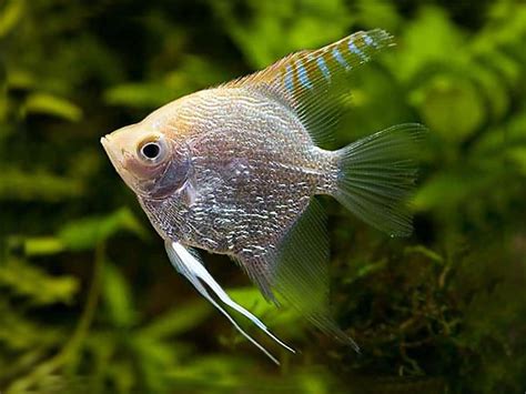 Angel Fish - Diamond Gold - Planted Aquaria - Bring Nature Home