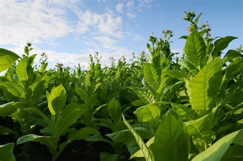 Virginia Tobacco Brightleaf Tobacco Plants Growing On Plantation