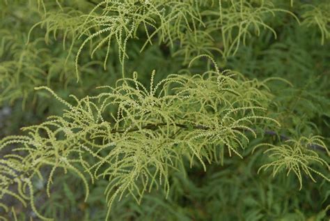 Aruncus Dioicus Kneiffii Goat S Beard