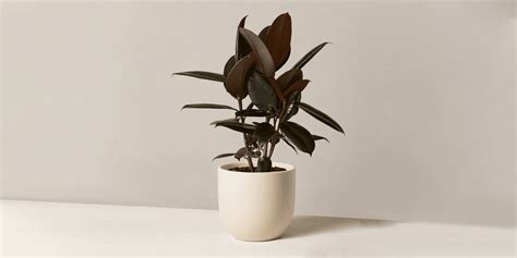 Ficus Elastica Rubber Plant Care Guide Tips Plantcarefully