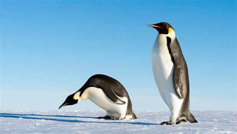 TIL Fossil remains of an extinct colossus penguin was nearly 7 feet ...