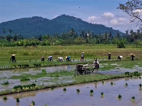 Buruh Tani Penyumbang Kemiskinan Terbesar Di Ntb Ekonomi