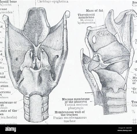 An Atlas Of Human Anatomy For Students And Physicians Stalk Of The