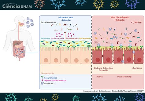 Los Efectos De La COVID 19 En La Microbiota Intestinal Ciencia UNAM