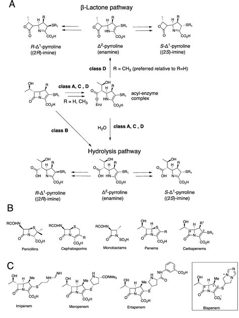 Figure 1 From Studies On The Reactions Of Biapenem With Vim Metallo β