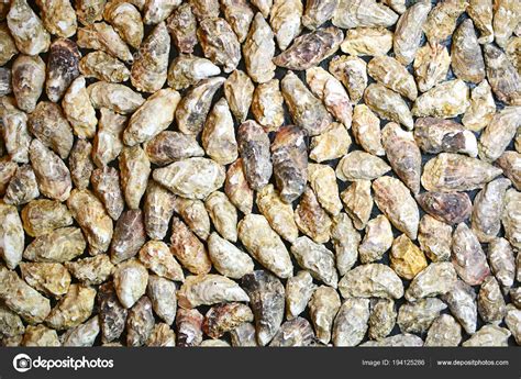 Background Lot Oyster Shells Design Wallpaper Texture Gravel 2110777 Hd Wallpaper