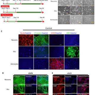 IPSC-derived neural precursor cells differentiation and... | Download ...