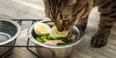 21 Nutritious Human Foods Your Cat Can Safely Enjoy A Guide To Feline Friendly Treats Happy