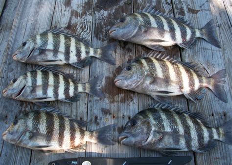 Saltwater Fishing Guide To Sheepshead Fishing Hubpages