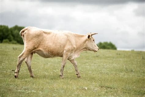 Shorthorn Cattle: Guide, Info & Facts