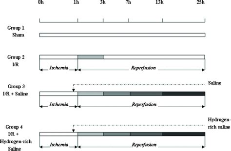 Schematic illustration of the experimental protocol. Sham: laparotomy ...
