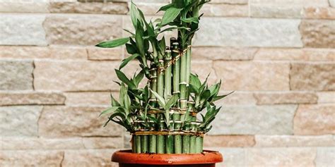 Lucky Bamboo Vastu Significance Benefits And Direction For Indoor Space