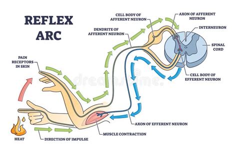 Reflex Arc Labeled Brain Model