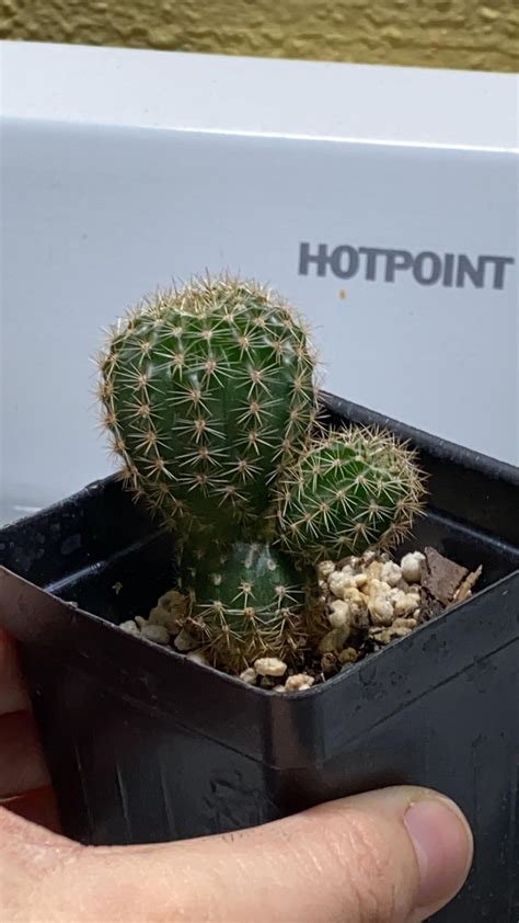 New Cactus Id Like To Know The Species So I Can Take Care Of It