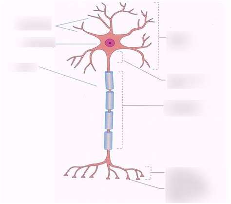 Nerve Cell Diagram Diagram | Quizlet