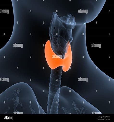 Human Body Glands Thyroid Gland Anatomy Stock Photo Alamy