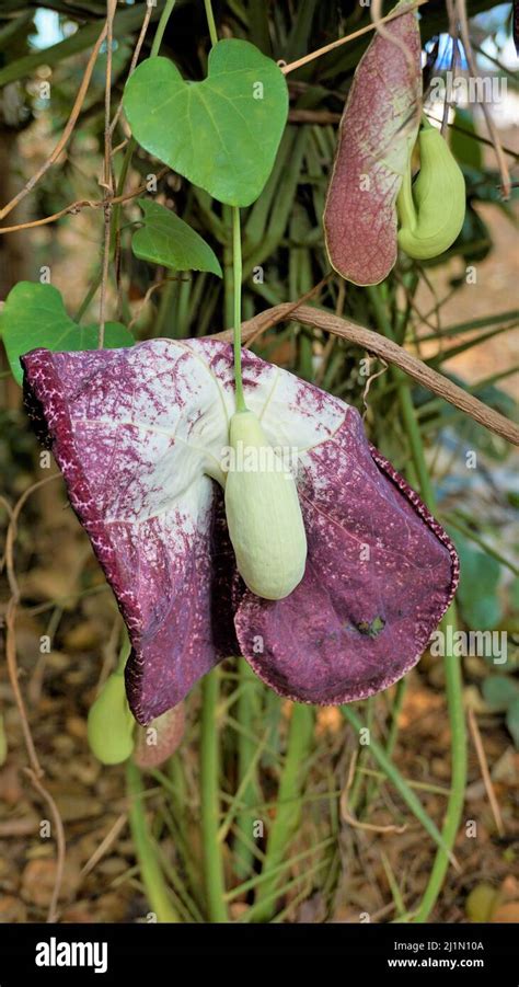 Flowers Of Aristolochia Littoralis Calico Flower Dutchmans Pipe Etc