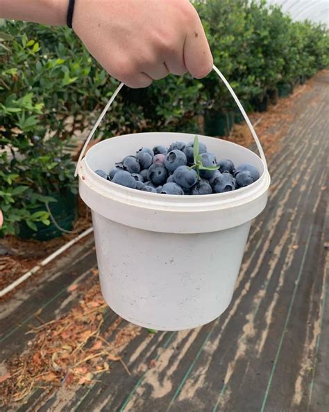 Where To Go Blueberry Picking In Perth