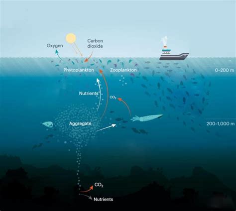 Photosynthetic turnover of marine organisms | Download Scientific Diagram